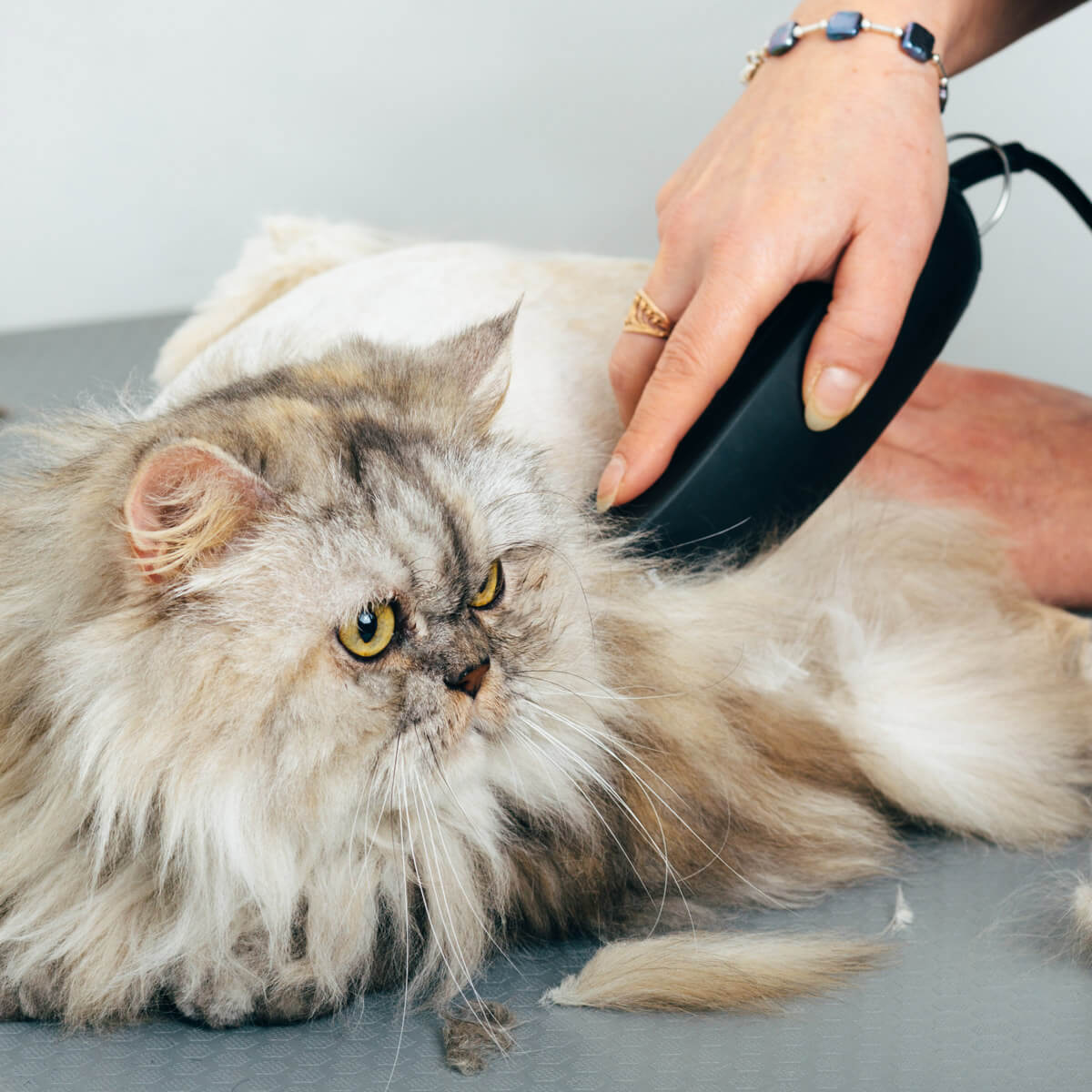 Royal Treatment Pet Salon and Spa Baton Rouge Cat Grooming Experts