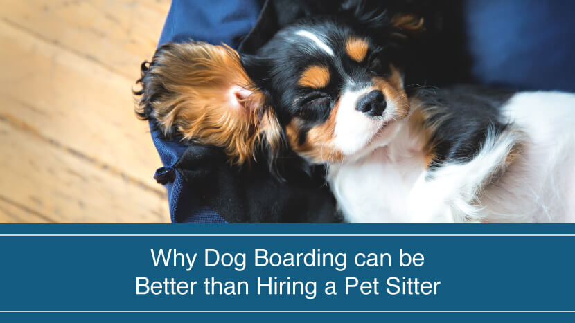 Why Dog Boarding can be Better than Hiring a Pet Sitter