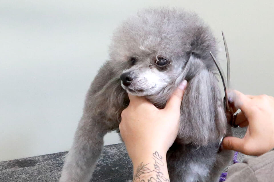 gray toy poodle at pet salon getting hair trimmed