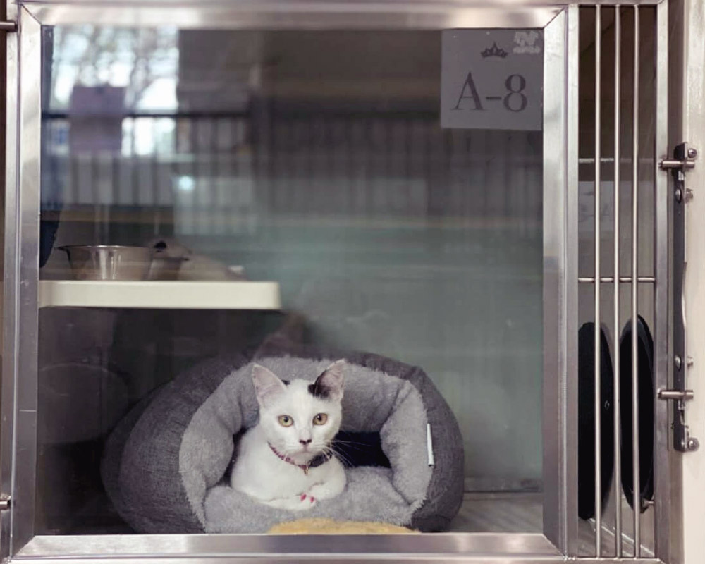 Cat lounging in Aristocat Condo at our Baton Rouge cat boarding facility.