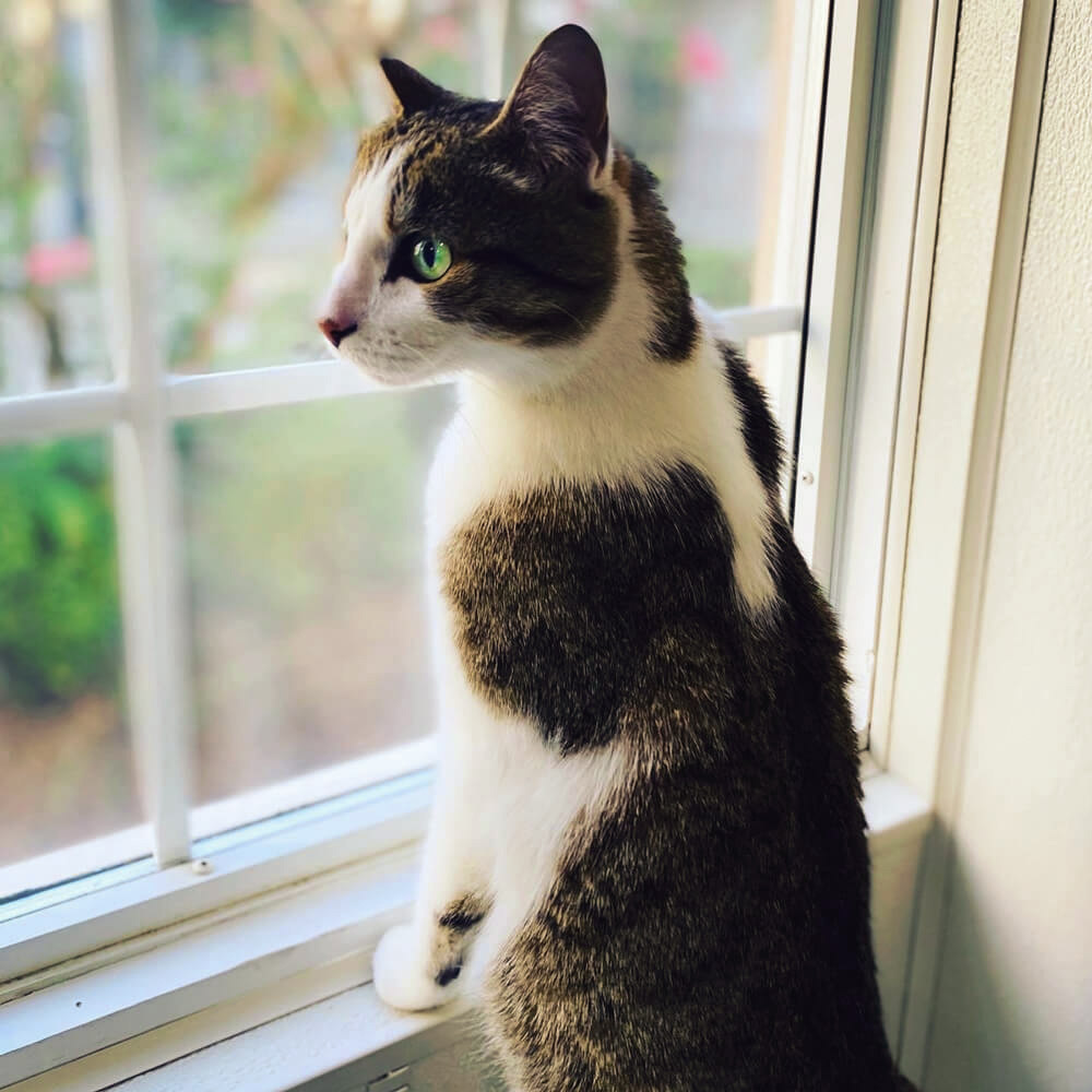 Grey and white cat staring out the window of our Baton Rouge cat boarding facility.