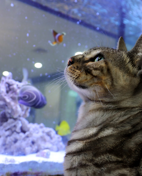 A curious cat gazing at a fish tank, a cat boarding service provided by Royal Treatment.