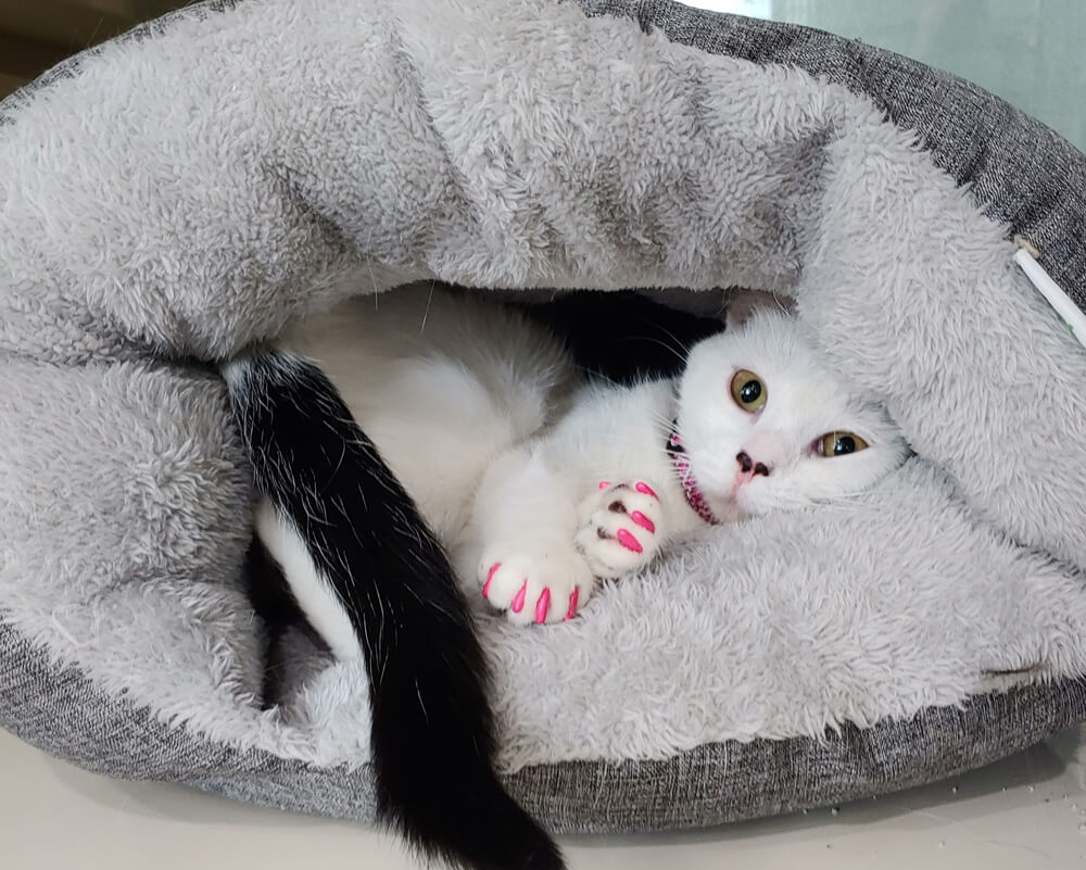 A cozy cat with nail caps, a cat grooming service provided by Royal Treatment, in a comfortable bed.