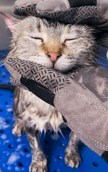 Cat receiving bath at Baton Rouge cat grooming provider.