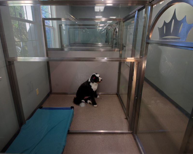 ResortStyle Dog Boarding in Baton Rouge Royal Treatment