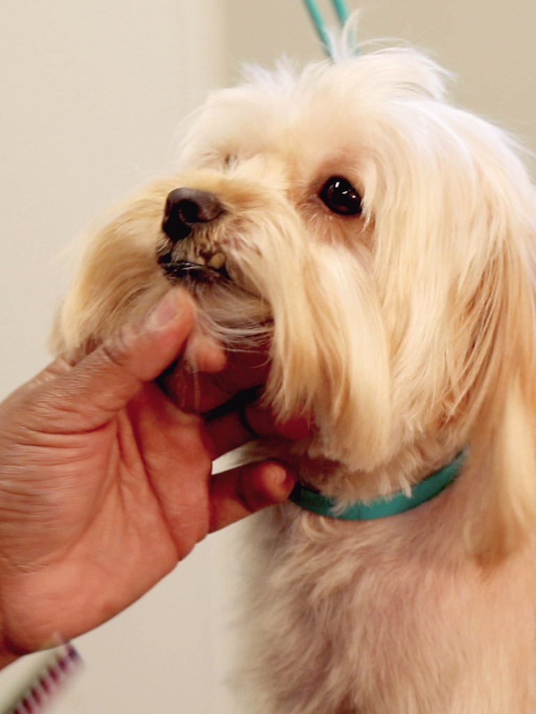 Maltese receiving grooming treatment with dog grooming in Baton Rouge services from Royal Treatment.