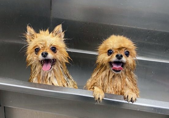 Two happy dogs receiving bath with Baton Rouge dog grooming services