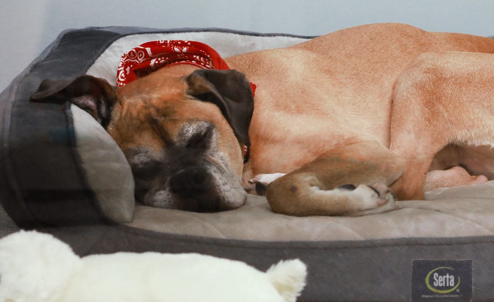 A great dane sleeping on a luxury bed provided by a pet resort in Baton Rouge.