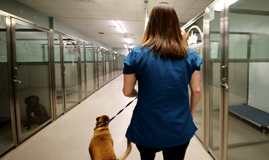 Employee taking dog out on a walk, a pet boarding services provided by Royal Treatment.