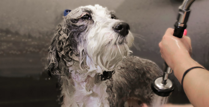 Large grey and white dog getting a bath at our Baton Rouge pet spa.