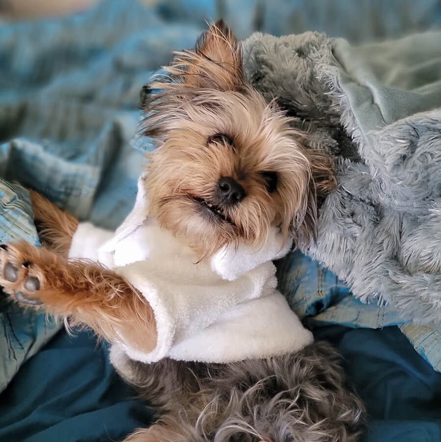 Yorkshire Terrier after a therapeutic pet spa in Baton Rouge from Royal Treatment.