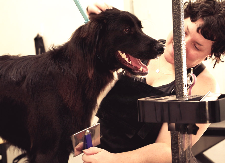 About Our Baton Rouge Pet Grooming Company Love, Care, Patience