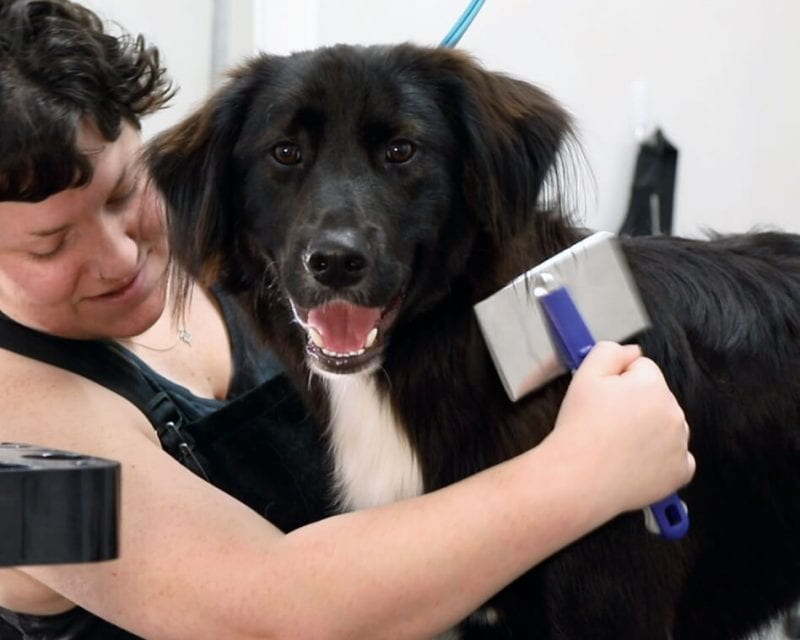 Premier Pet Grooming Services in Baton Rouge Touchups & Full Grooms