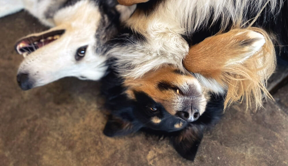 Two dogs playing on the floor at Royal Treatment's dog daycare, one of their pet grooming services in Baton Rouge.