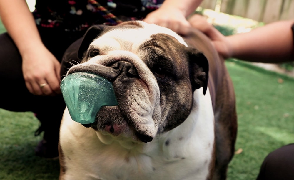 A bulldog playing with a ball at a dog daycare from a pet resort in Baton Rouge.