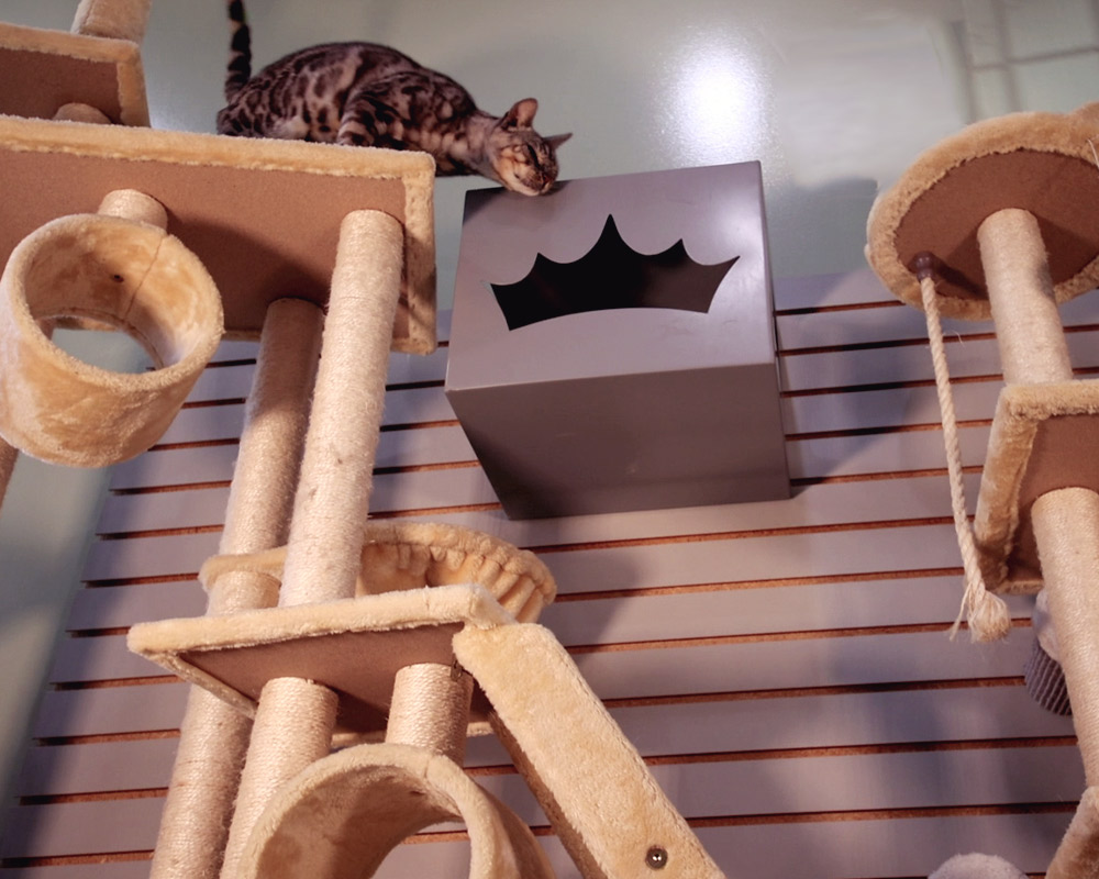 A cat atop of a cat tree during cat boarding services from Royal Treatment.