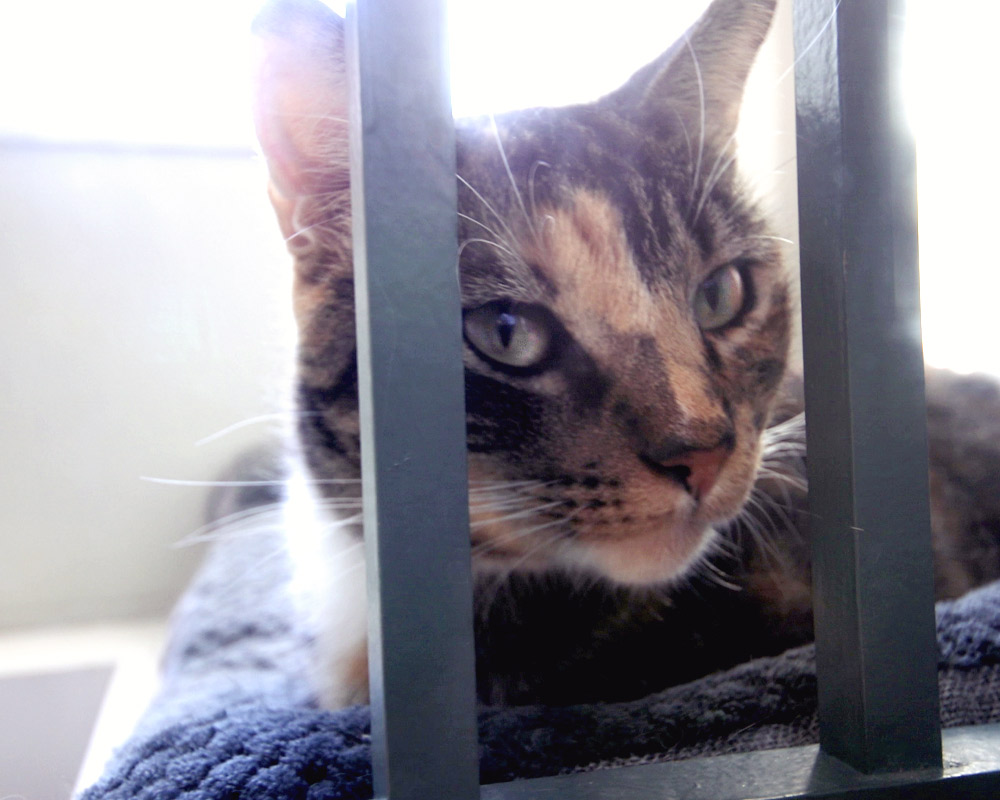 Cat relaxing in a bed after cat grooming in Baton Rouge.