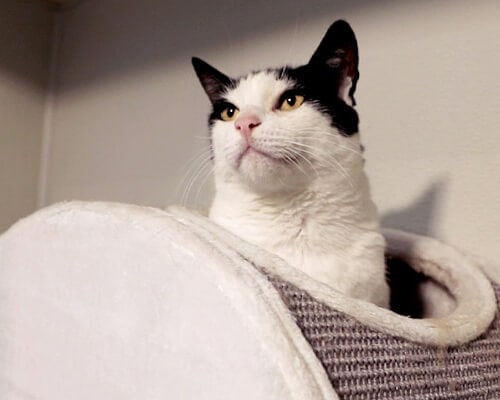 Black and white cat in a cat condo, a pet service provided by Royal Treatment.