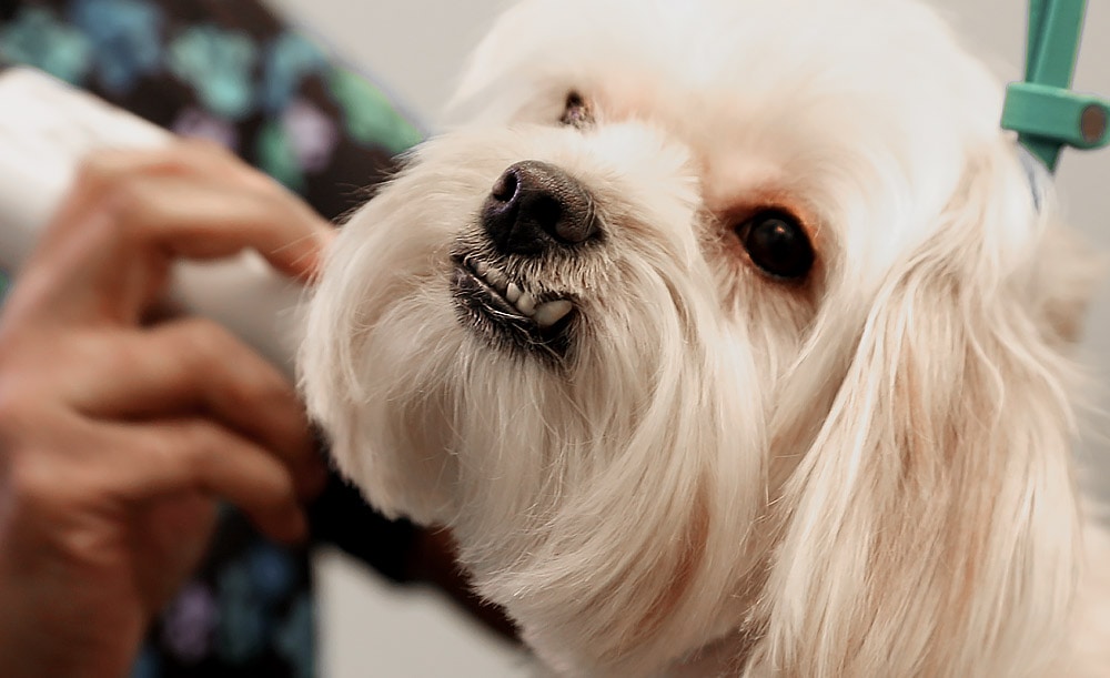 Maltese dog getting a groom at Royal Treatment, a premier pet resort in Baton Rouge, Louisiana.