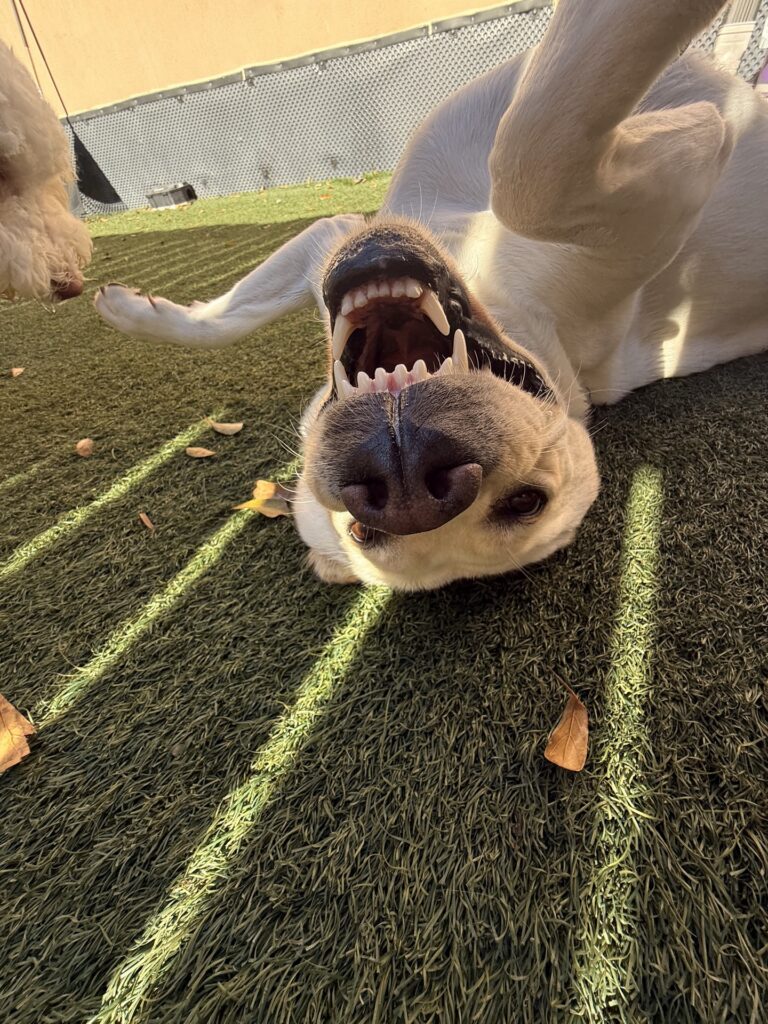 white dog sunbathing