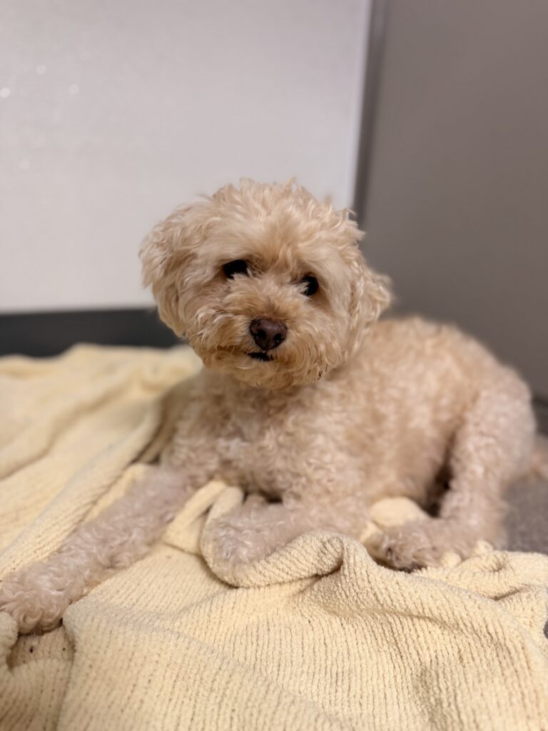 Small curly dog resting on a cozy blanket at Royal Treatment in Baton Rouge