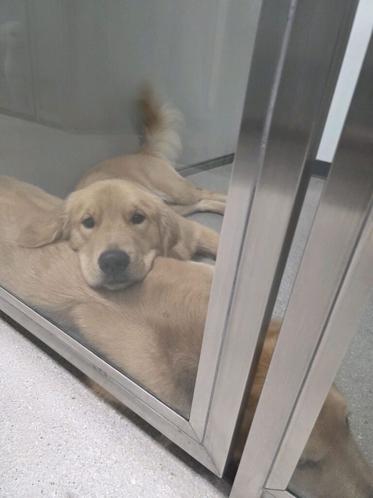 Golden puppies relaxing together in a private boarding suite with tempered glass at Royal Treatment